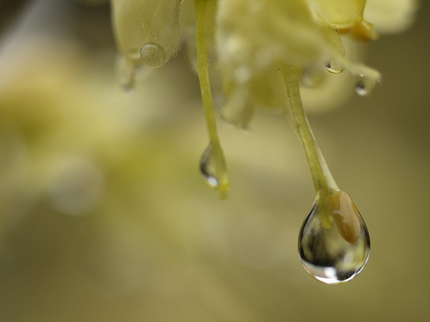 庭にて雫。