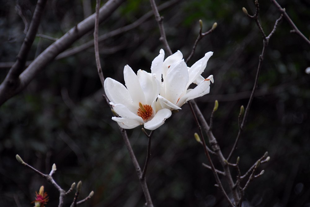 モクレン開花