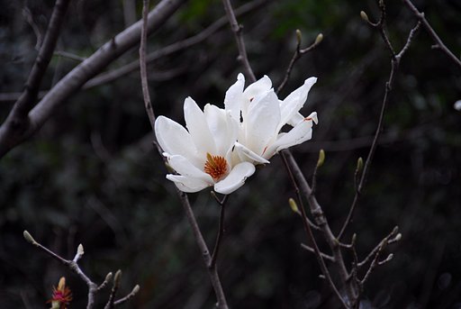 モクレン開花