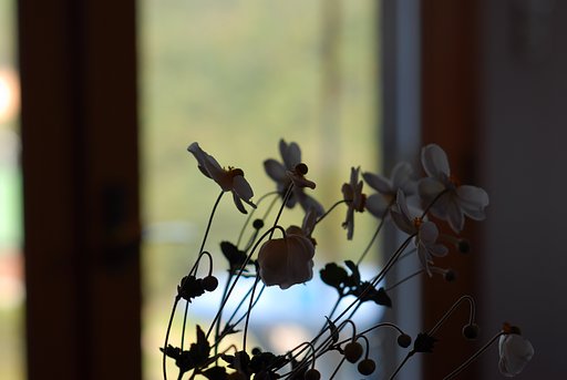 奪う色と花のココロ