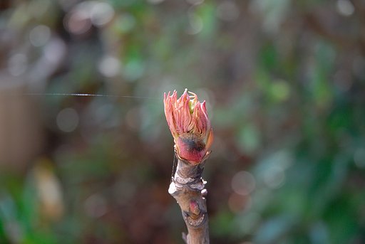 芽吹き