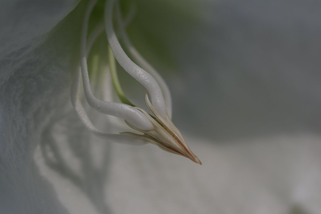 【花】南方系