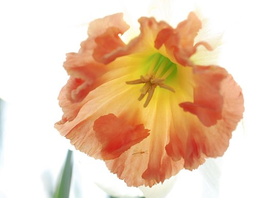 花芯