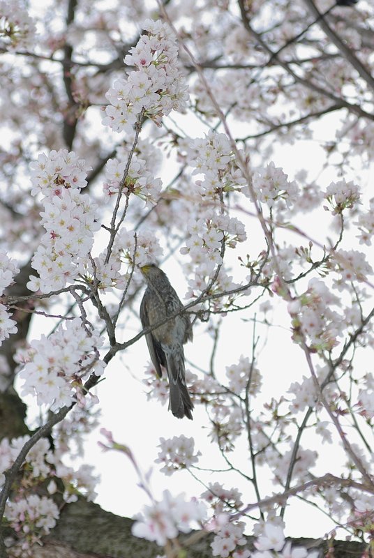 この鳥は？