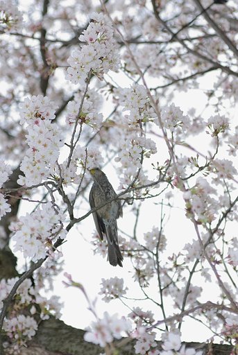 この鳥は？