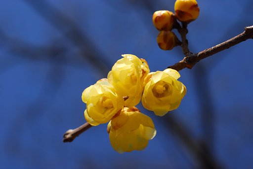 蝋梅