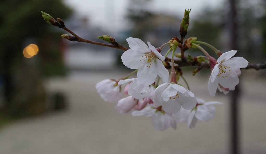 桜。