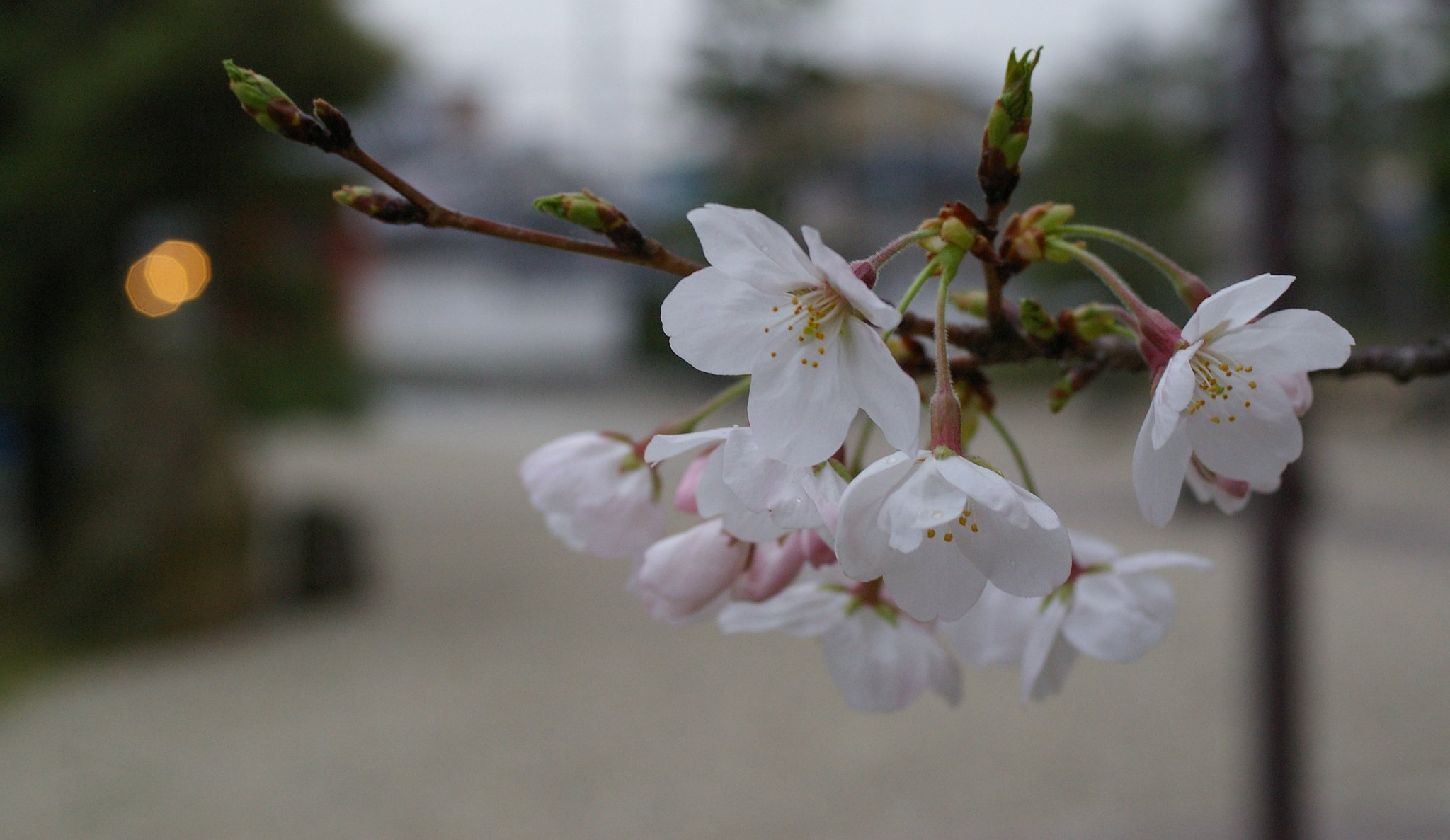 桜。