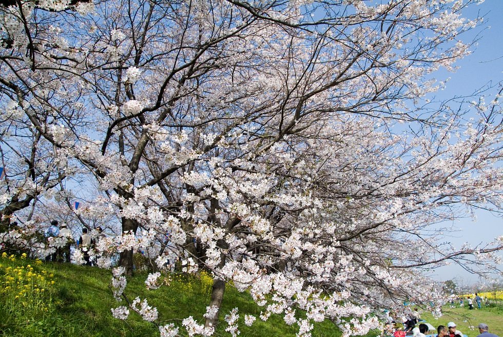 桜堤