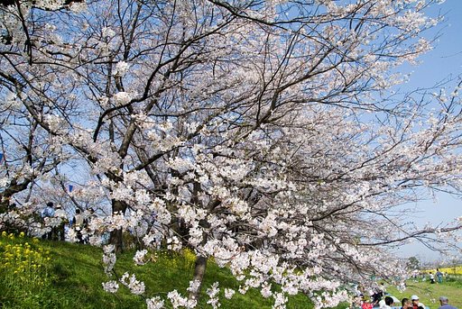 桜堤