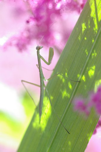 カマキリ