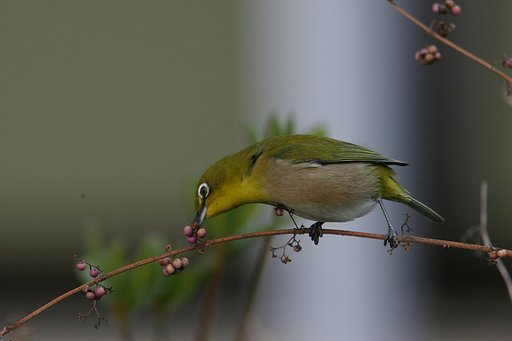 よいしょ！