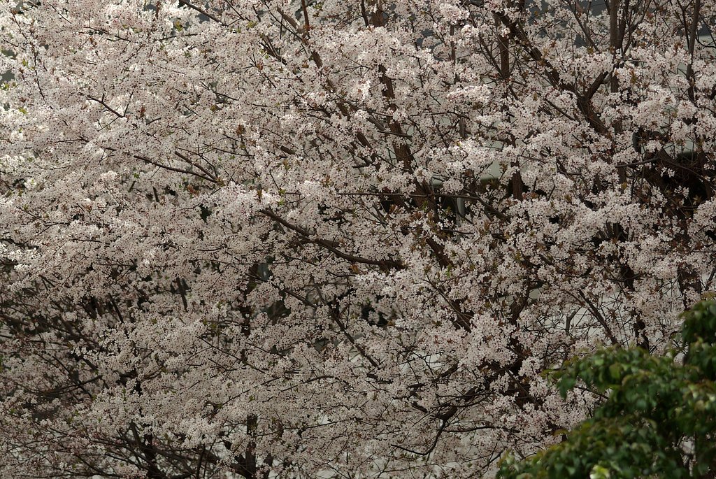 【花】櫻模様