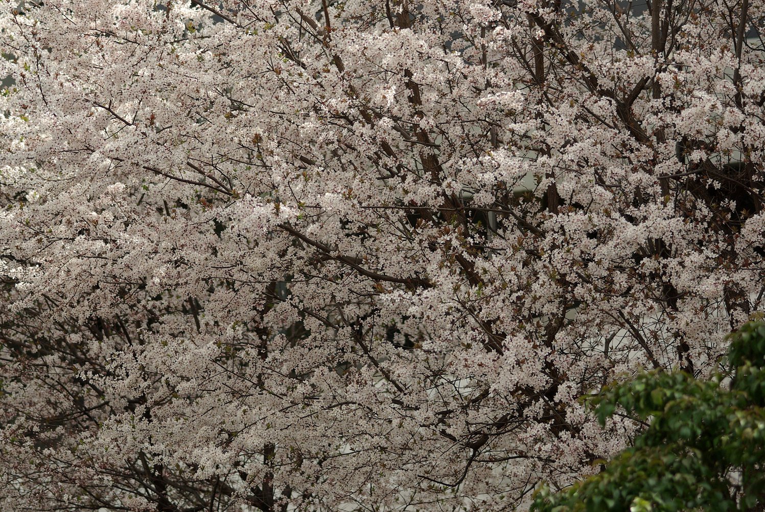 【花】櫻模様