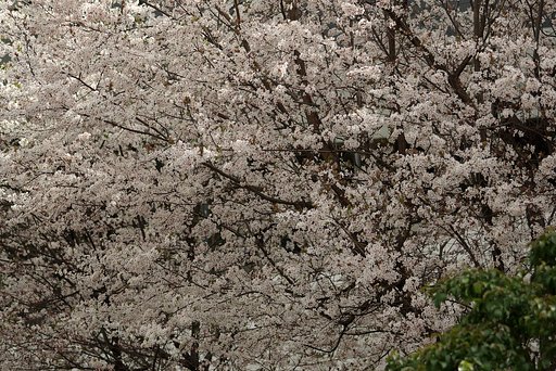 【花】櫻模様