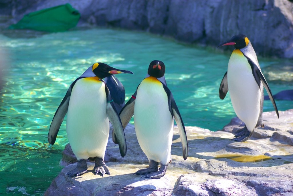 ペンギン