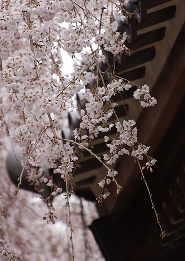 枝垂れ桜