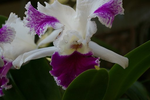 紫の花の撮影no2