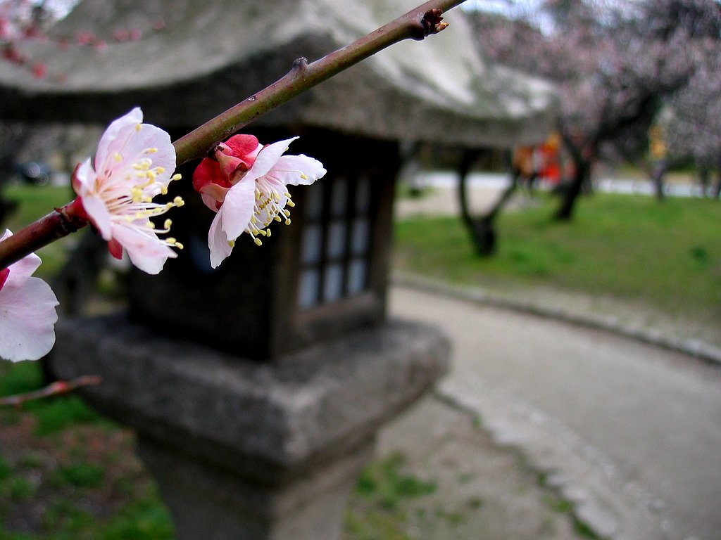 神社、華やぐ。