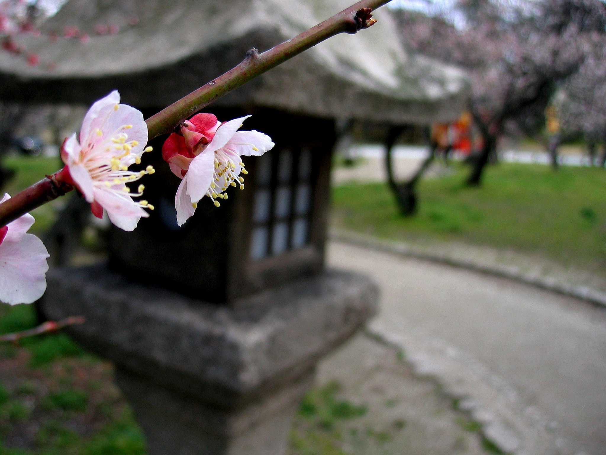 神社、華やぐ。