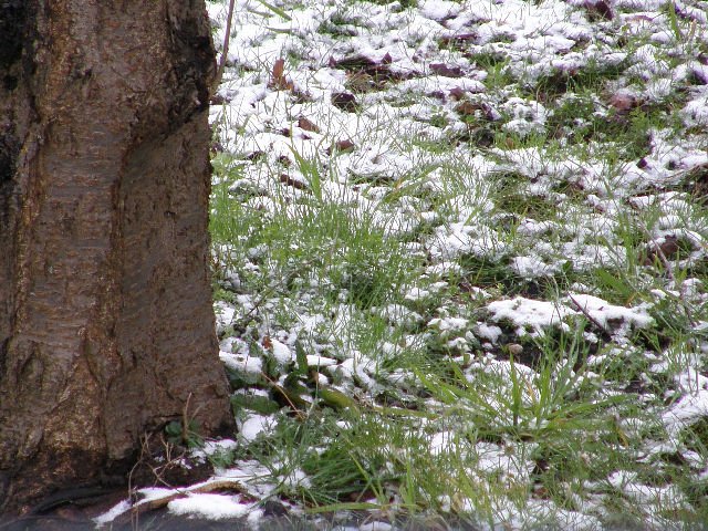春の雪・２