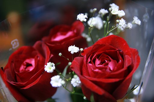 [花]百万本の薔薇の花を