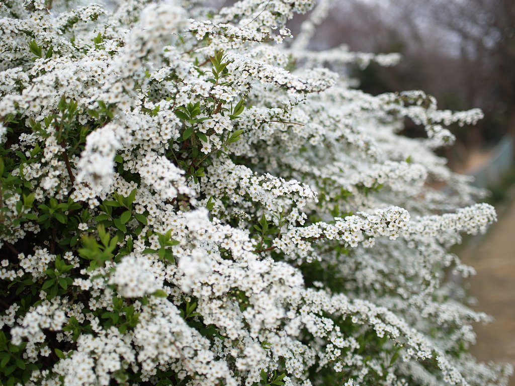 テスト　LEICA D SUMMILUX 25mm F1.4