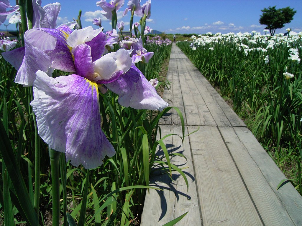 菖蒲