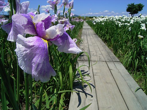 菖蒲