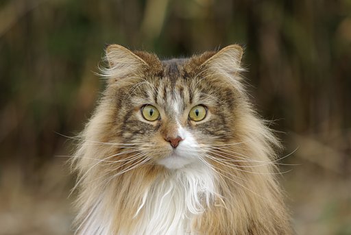 300猫
