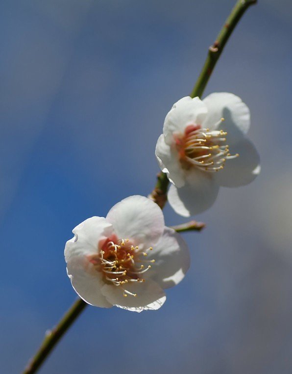 梅の花