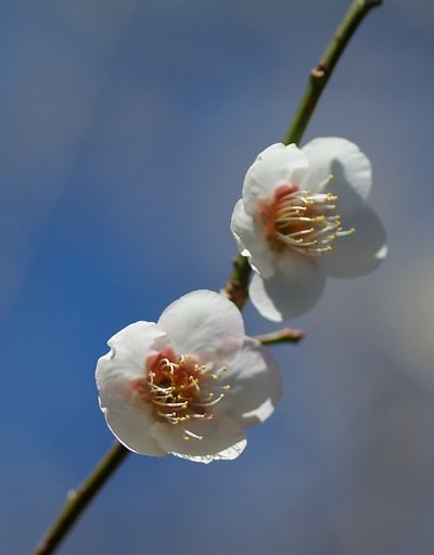 梅の花