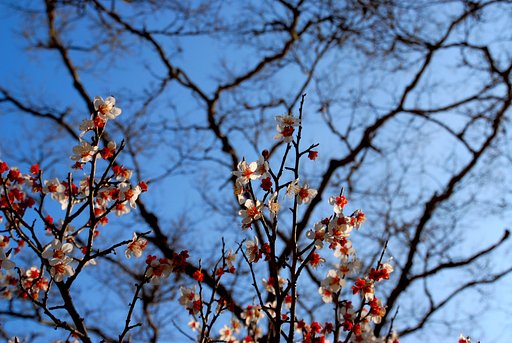 3月9日の写真