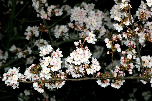 夜桜