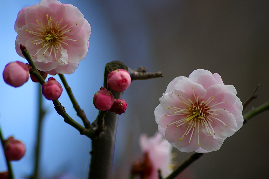 春告げ花