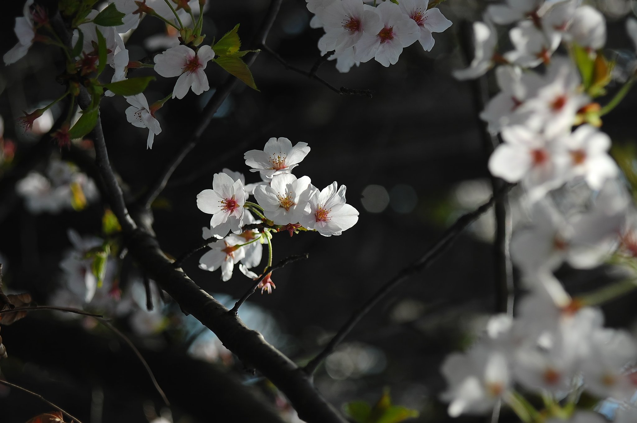 桜　D40　M42ヘリオス58ｍｍ
