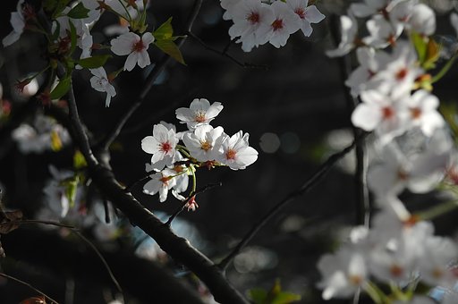 桜　D40　M42ヘリオス58ｍｍ