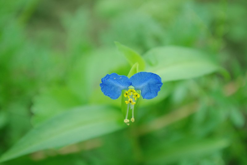 露草