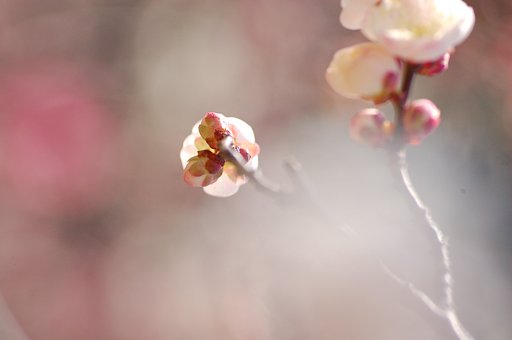 久々の写真、梅です♪