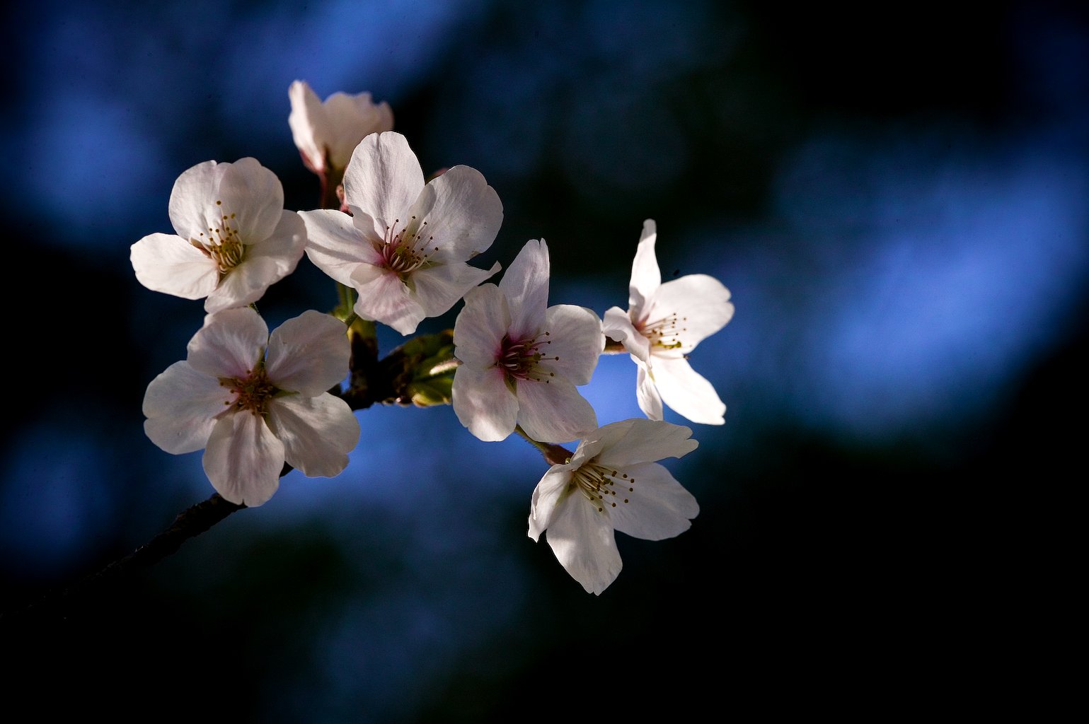 桜満開