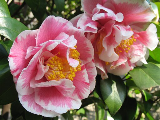 綺麗な椿の花を見つけました