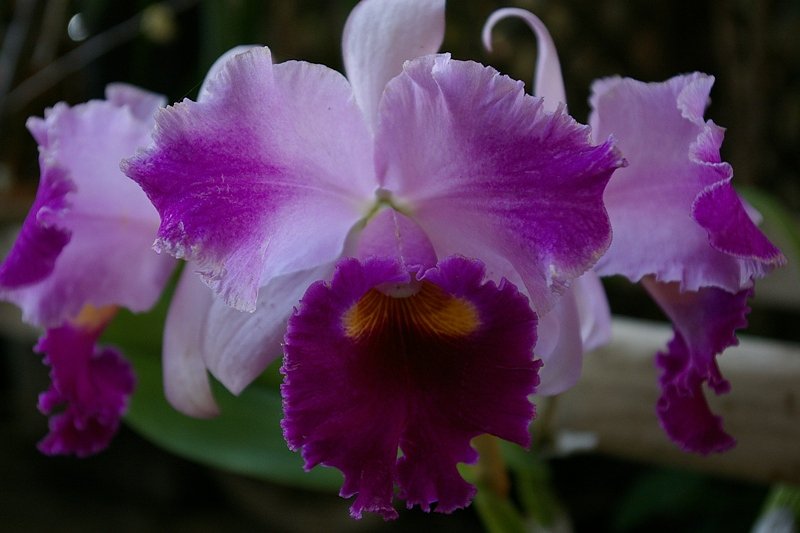紫の花の撮影
