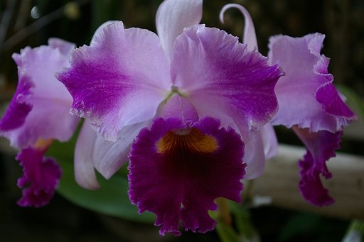 紫の花の撮影