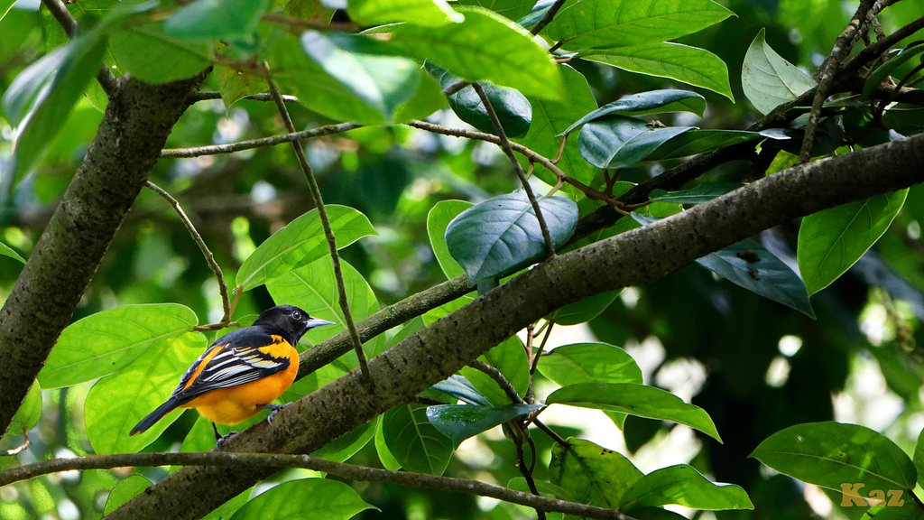 Costa Rica 28