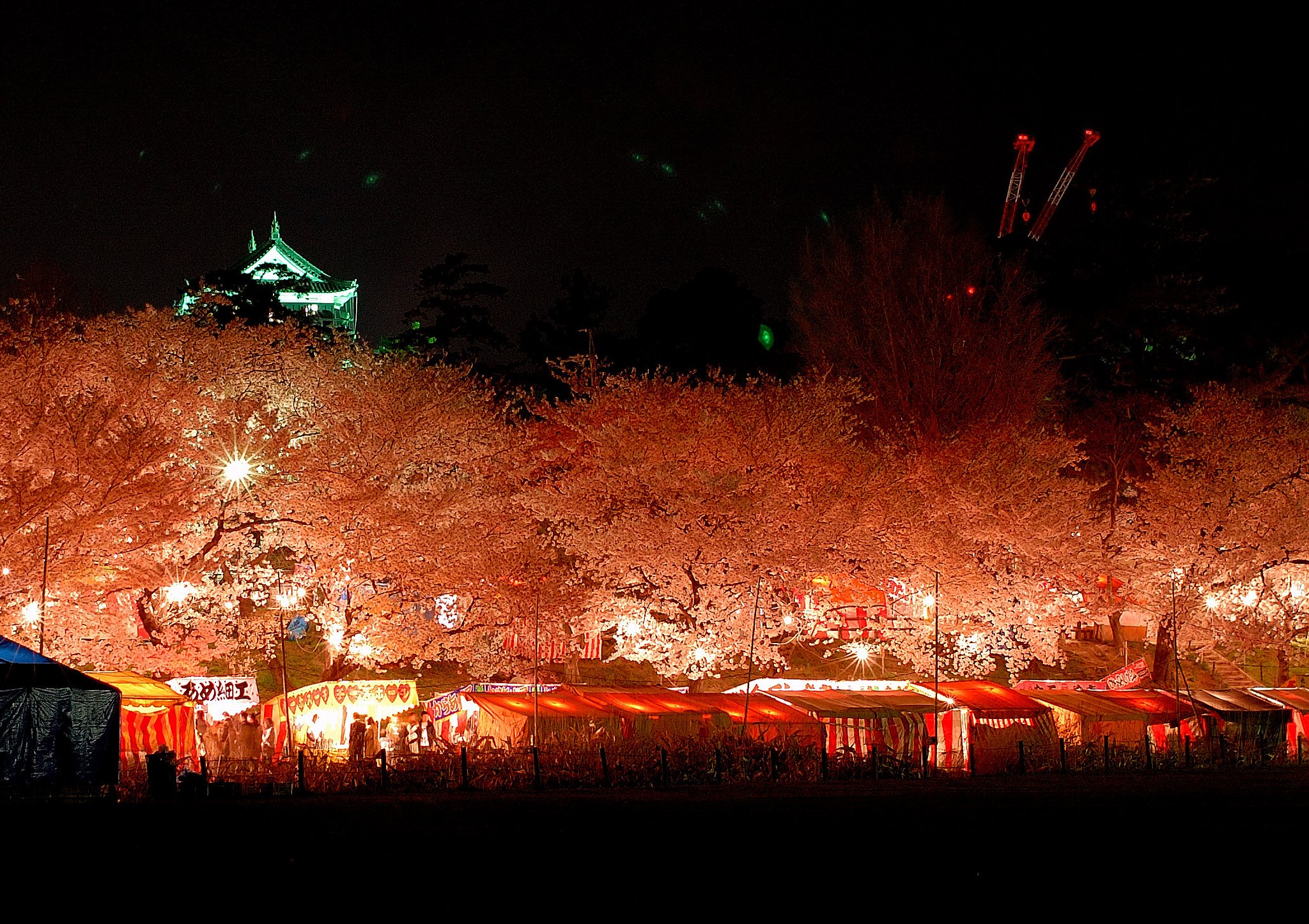 岡崎の夜桜♪