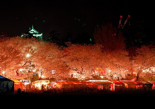 岡崎の夜桜♪