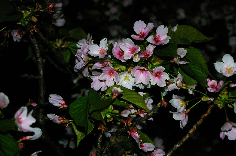 夜の桜