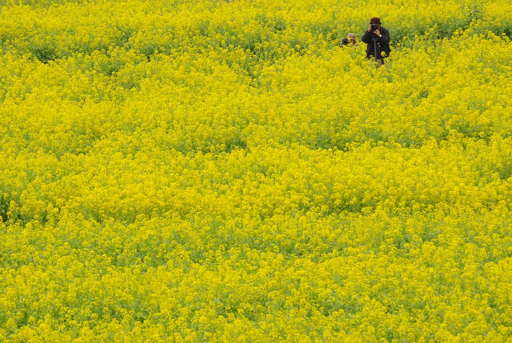 菜の花畑でかくれんぼ？