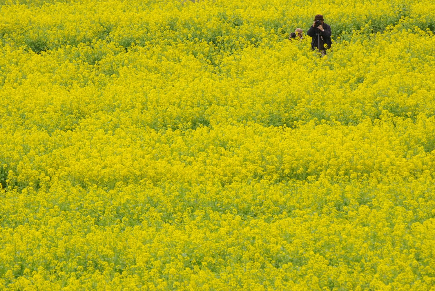 菜の花畑でかくれんぼ？
