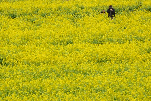 菜の花畑でかくれんぼ？